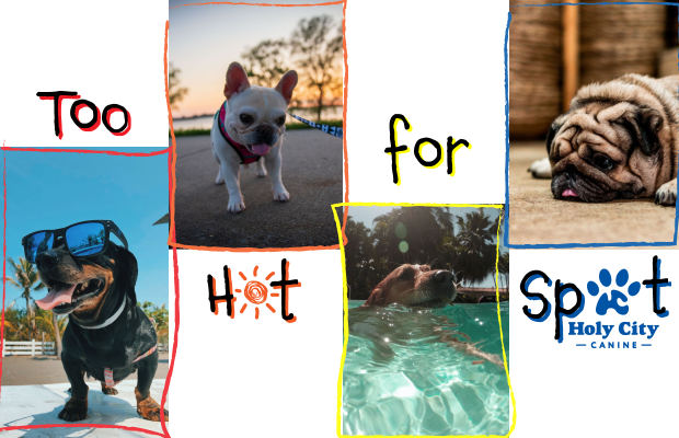 7 Tips for Keeping Your Dog Safe & Cool This Summer
